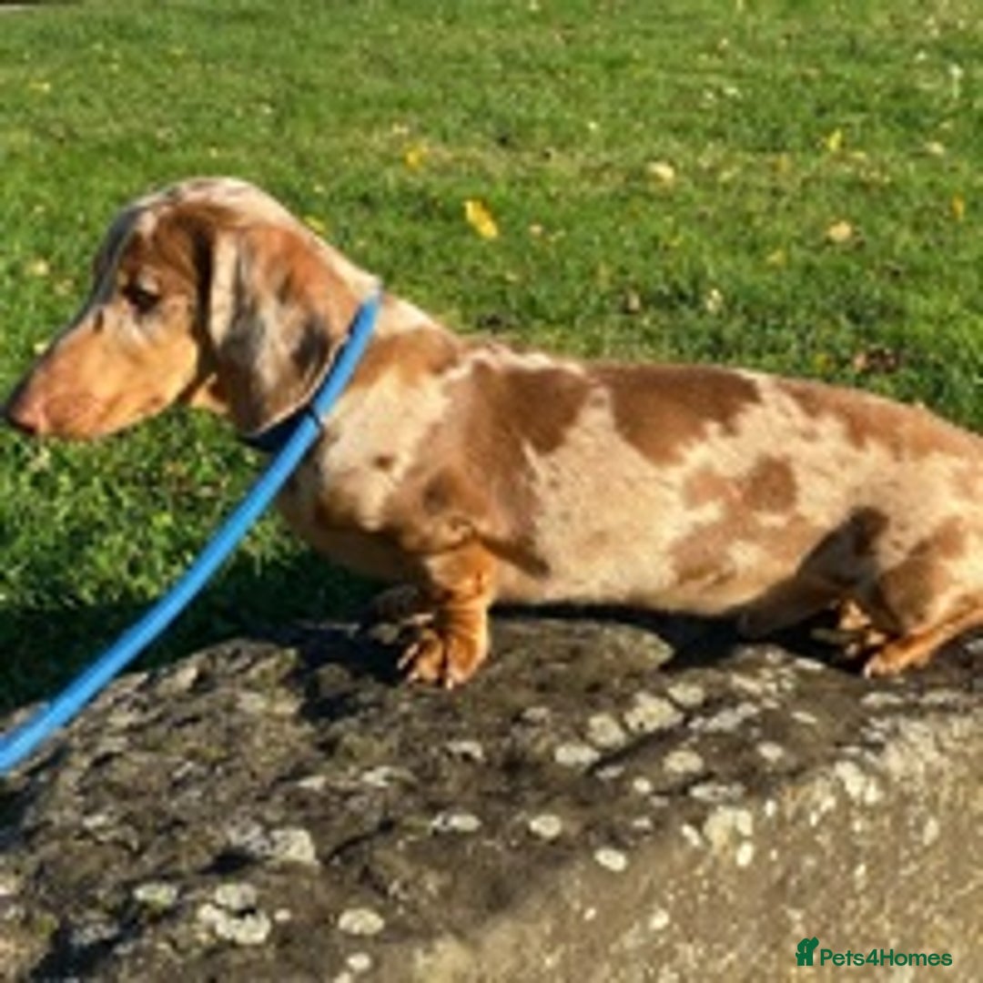 Dachshund dogs for stud: Minature Choc Cream & Tan Dapple (Blue & Pied) in Doncaster - Image 3