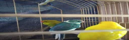 Parakeets birds for sale: For sale  - Advert 5