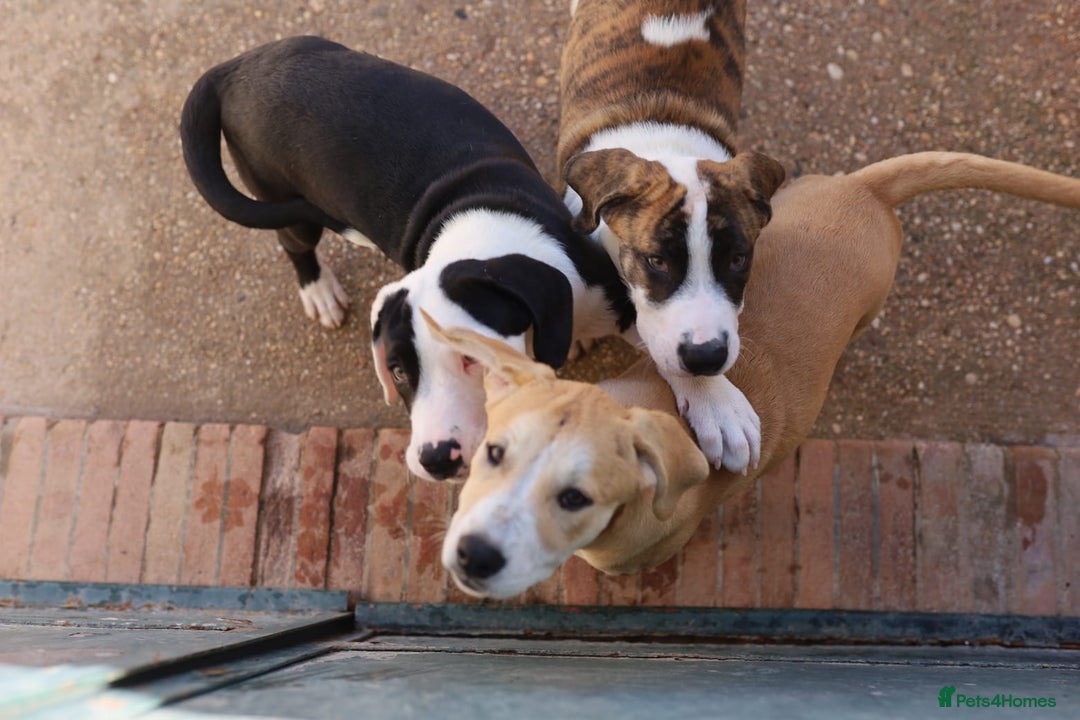 Mixed Breed dogs for adoption: ABANDONED TAN COLOURED PUPPY - Image 6