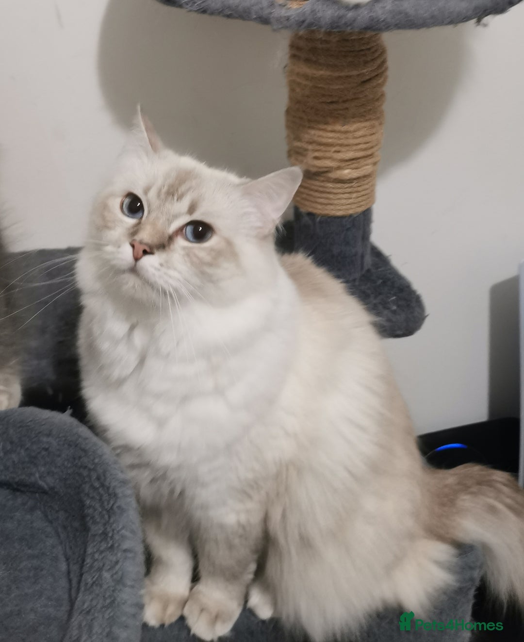 Ragdoll cats for sale: Stunning Ragdoll kittens - Image 7