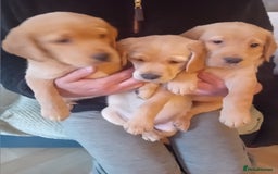 Labrador Retriever dogs for sale: Fox red labrador puppies  - Image 14
