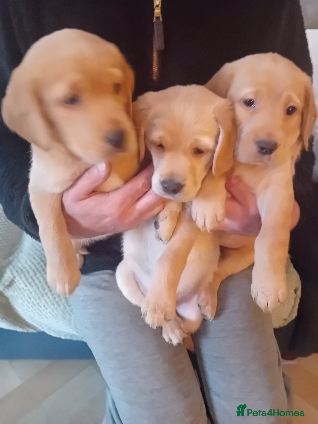 Labrador Retriever dogs for sale: Fox red labrador puppies  - Image 14