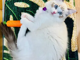 Ragdoll cats Ready now - Blue Lynx Point Bicolour TICA reg - Advert 9