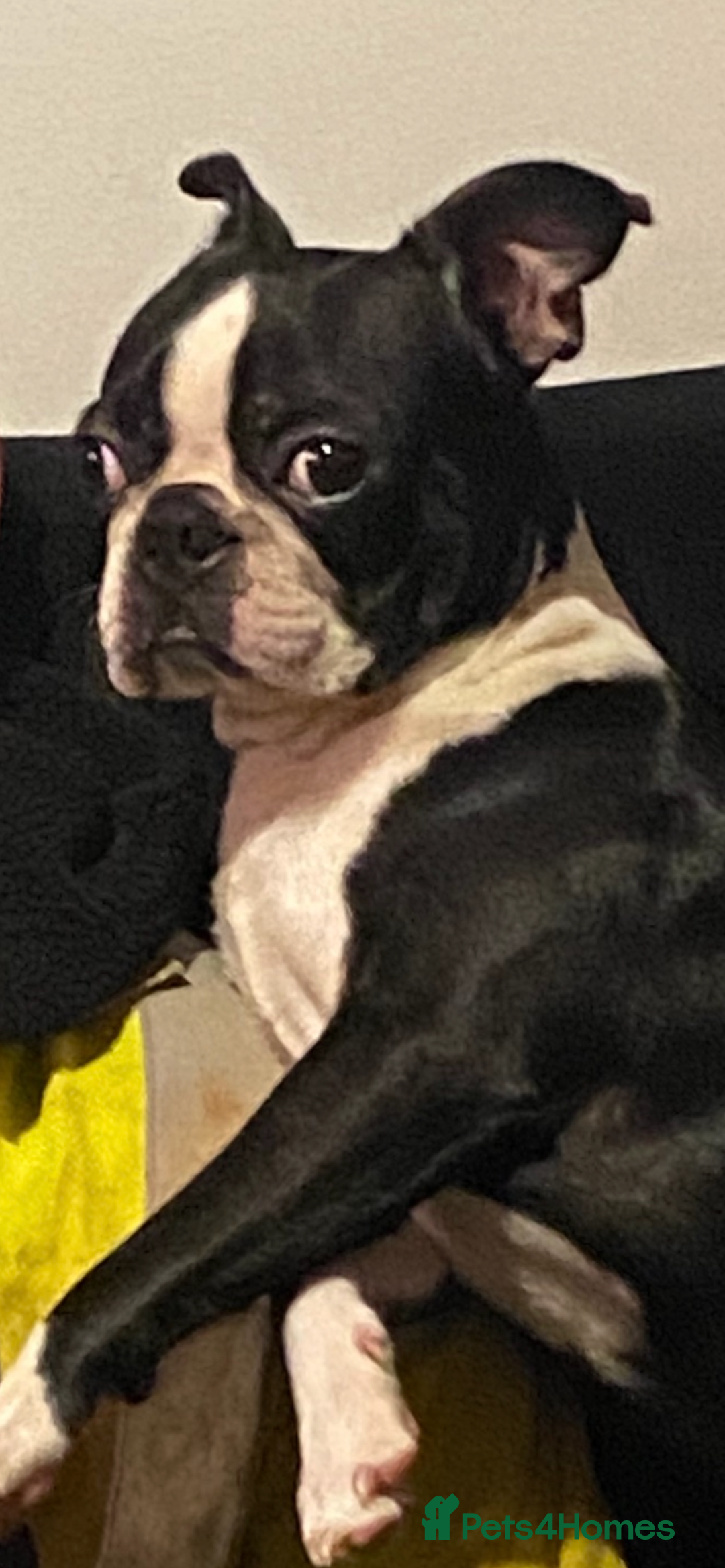 Boston Terrier dogs for sale: Female Boston terrier - Advert 2