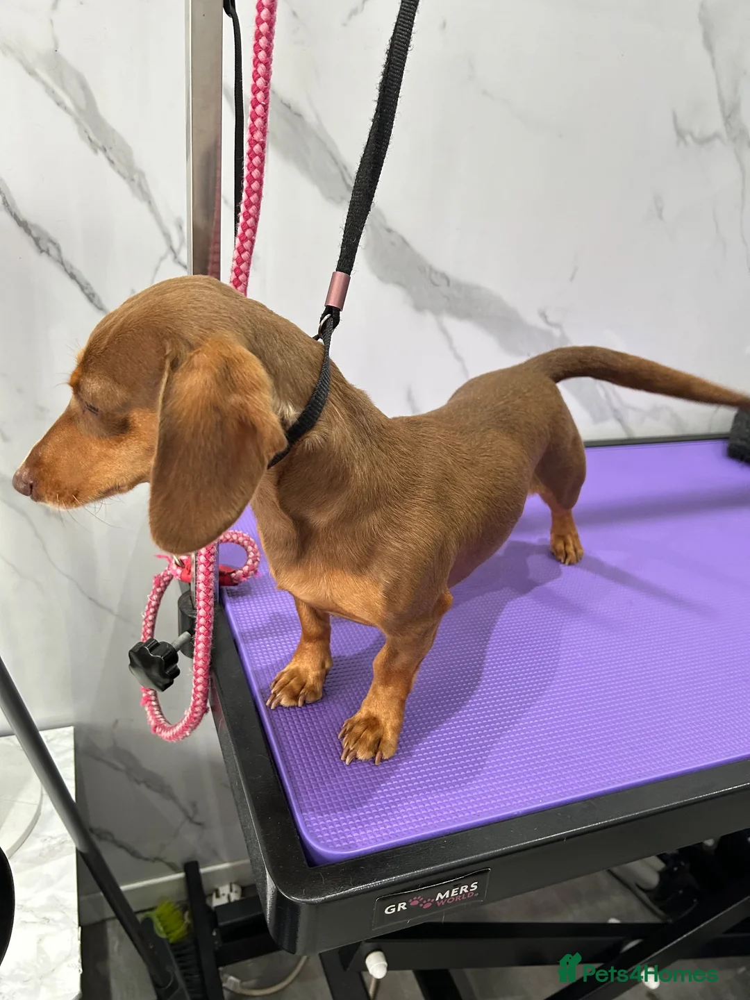 Miniature Dachshund dogs for sale: Gorgeous litter of 8 KC reg miniature dachshunds  - Advert 2