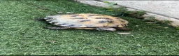 Tortoise reptiles for sale: Russian Tortoise  in Huddersfield - Advert 2