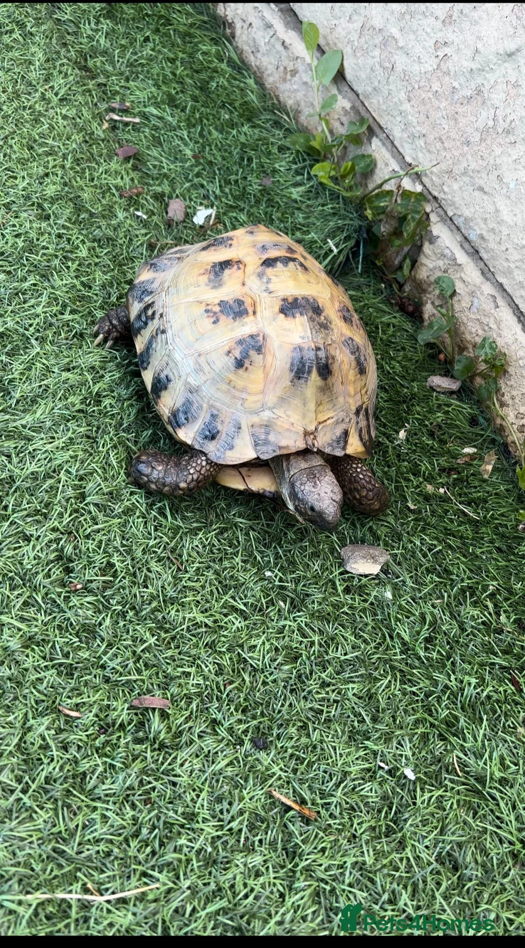 Tortoise reptiles for sale: Russian Tortoise  in Huddersfield - Advert 2