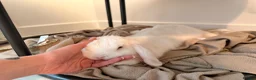 Mini Lop rabbits for sale: Snowy in Bristol - Advert 7