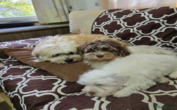 Havanese dogs for sale: Havanese dumpling) - Image 4