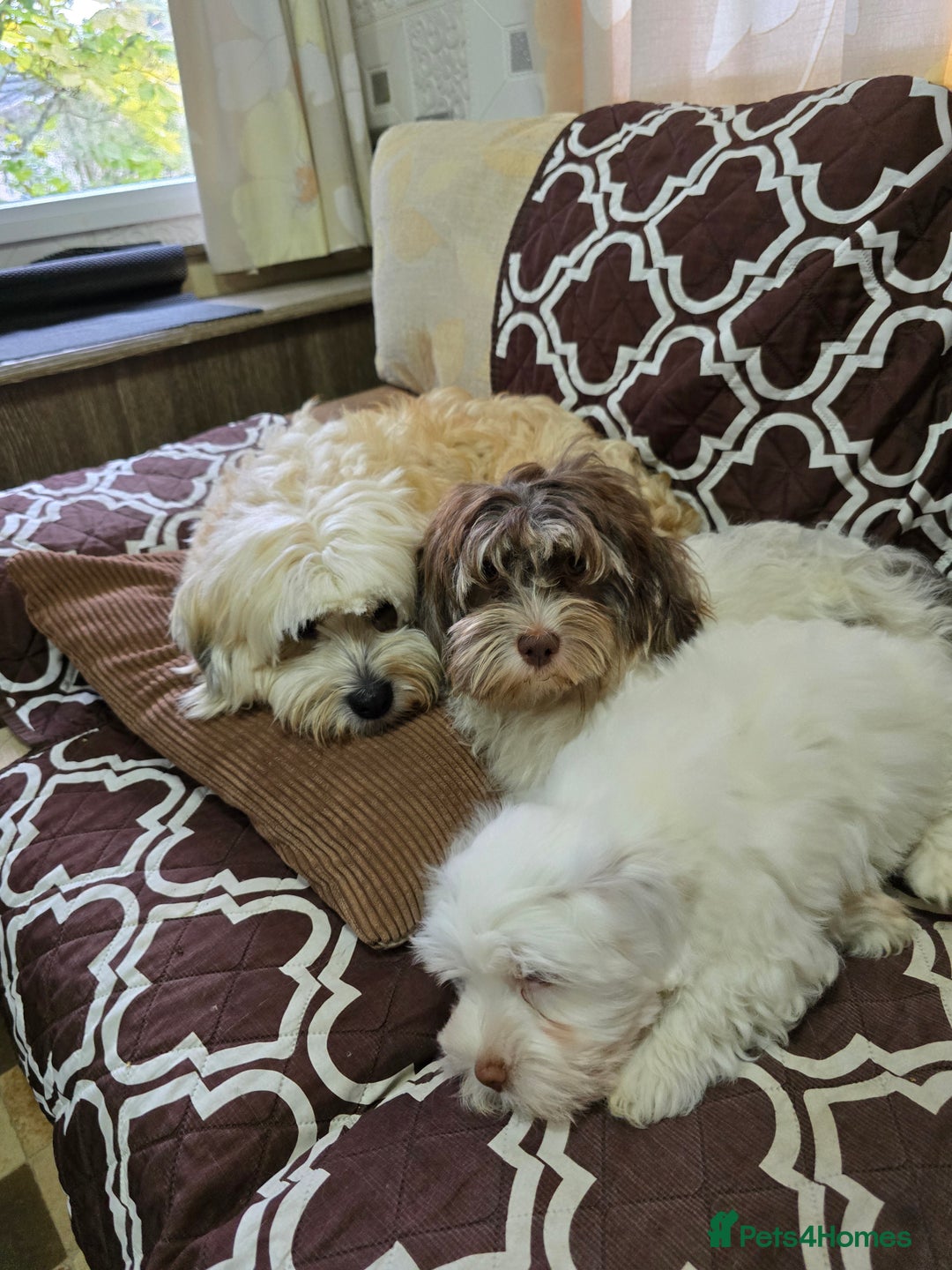 Havanese dogs for sale: Havanese dumpling) - Image 4