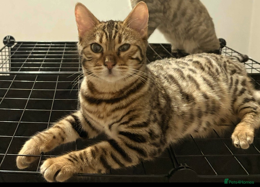 Bengal cats for sale: Urgent Bengal and x savannah kittens. - Advert 7