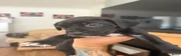 Cane Corso dogs for sale: Cane corso puppies - Advert 15
