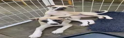 Whippet dogs for sale: Beautiful KC Whippet boy Puppy  - Advert 18