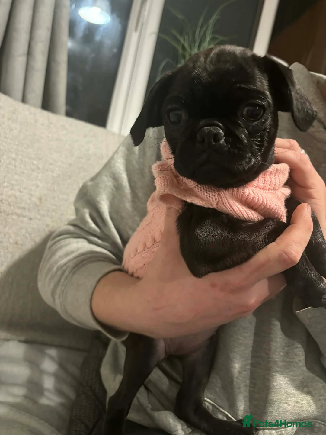 Jug dogs for sale: Three adorable jug puppies available for new homes in Catterick Garrison - Advert 1