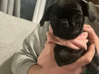 Jug dogs Three adorable jug puppies available for new homes - Advert 18