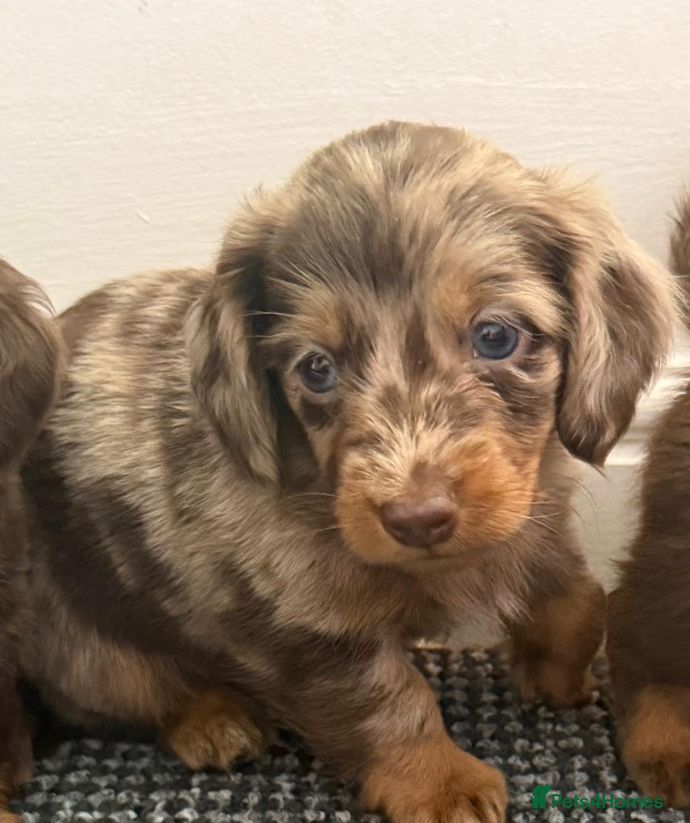 Dachshund dogs Long hair dachshund puppies 🩷 - Advert 9