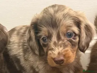 Dachshund dogs Long hair dachshund puppies 🩷 - Advert 9