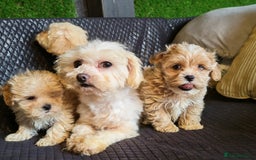 Maltipoo dogs for sale: Miniature Maltipoo Ready to Go - Image 2