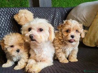 Maltipoo dogs - Advert 4