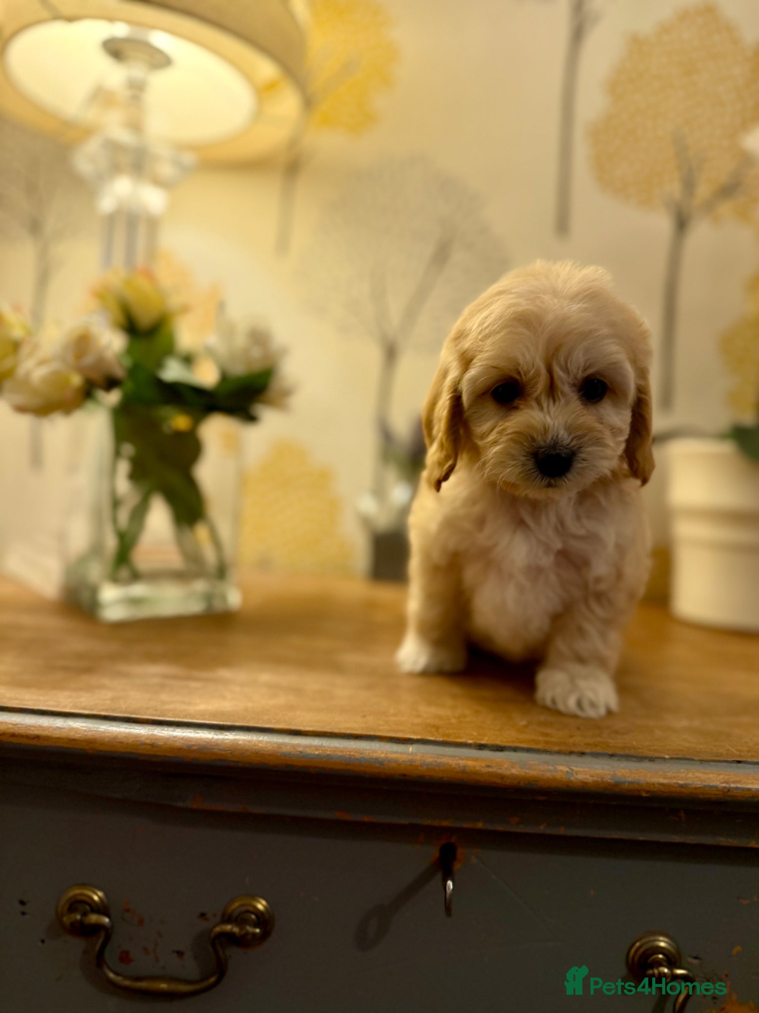 Cavapoo dogs 🌸 FULLY HEALTH TESTED, READY NOW 🌸 - Advert 2