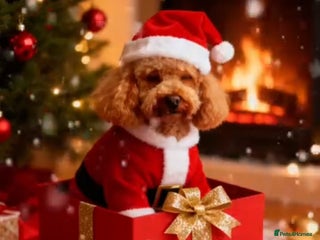 Toy Poodle dogs 20% discount stud toy poodle, KC reg and DNA test in Gloucester - Advert 11