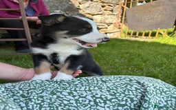 Border Collie dogs for sale: Border Collie Puppies 🐾 in Caernarfon - Image 2