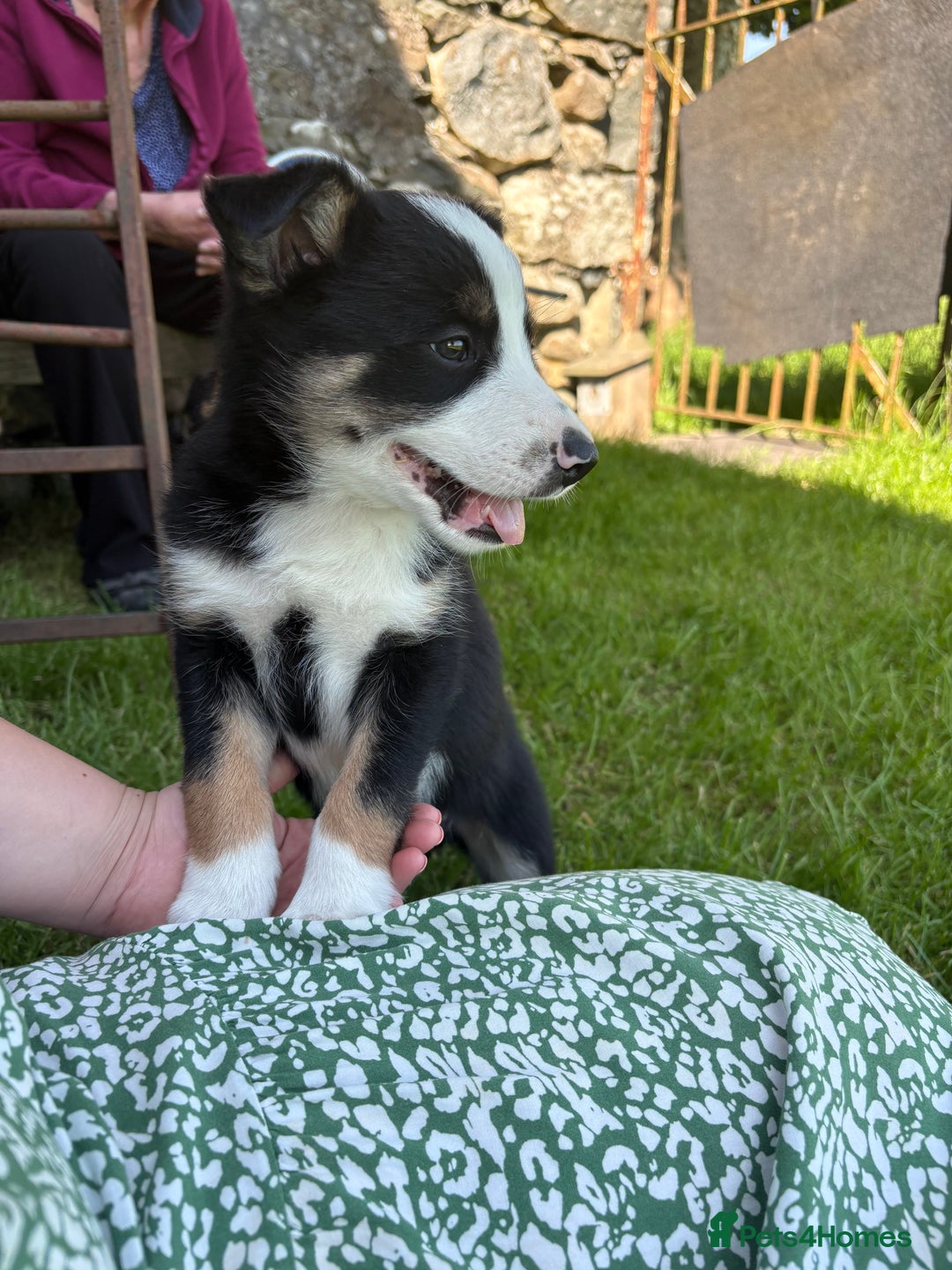 Border Collie dogs for sale: Border Collie Puppies 🐾 in Caernarfon - Image 2