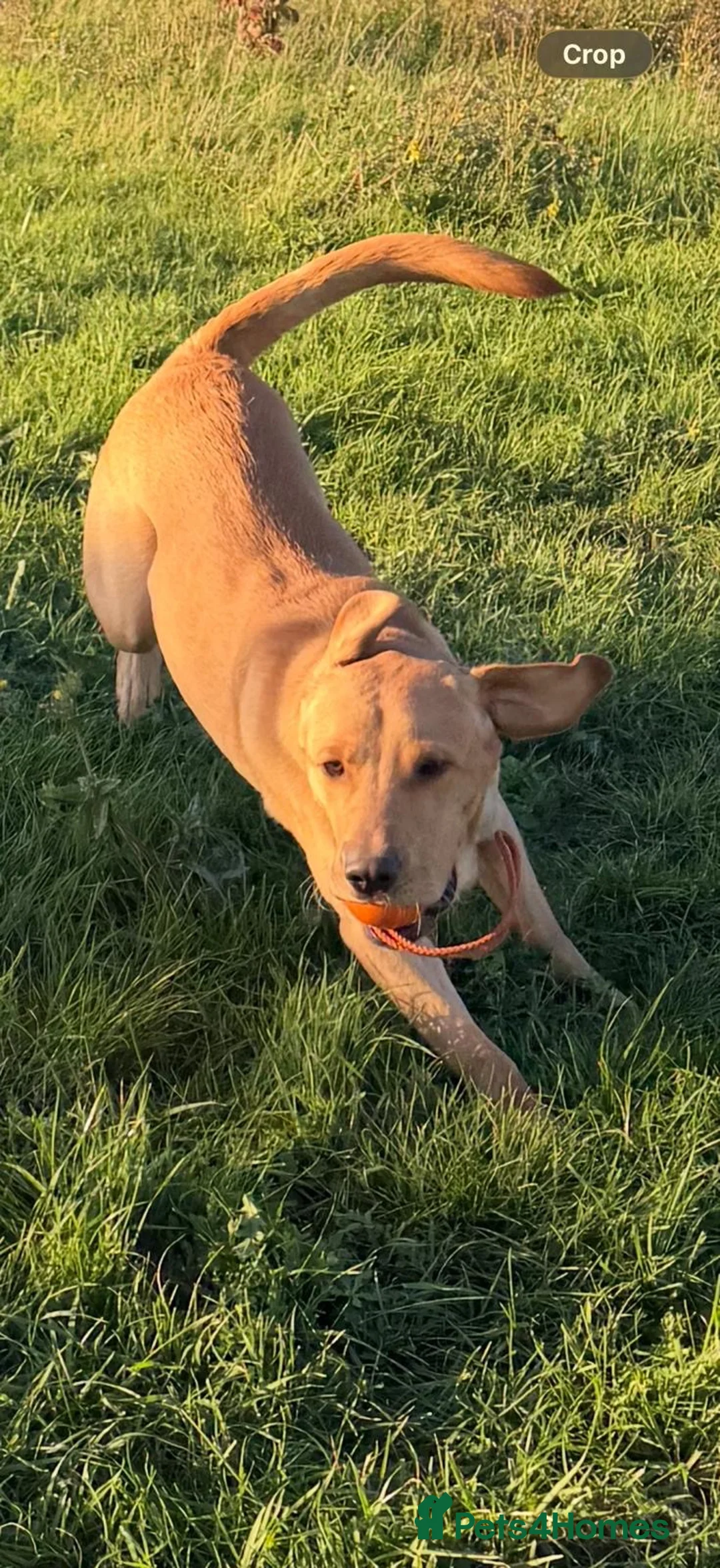 Labrador Retriever dogs for sale: fabulous boy! with potential to work - Advert 6
