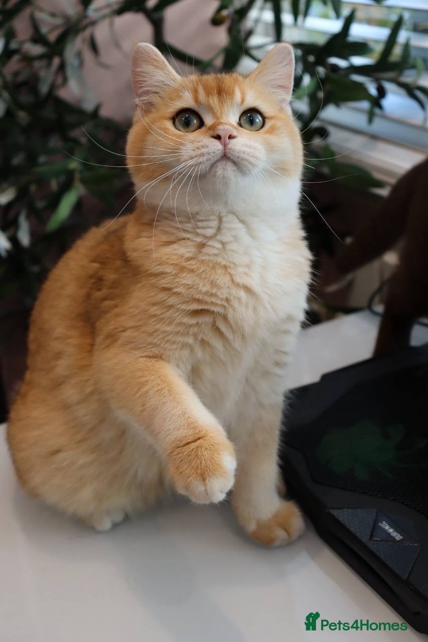 British Shorthair cats Ready Champion lines BSH kittens  - Advert 1