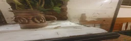 Stick Insects invertebrates for sale: Indian Stick Insect babies  - Advert 8
