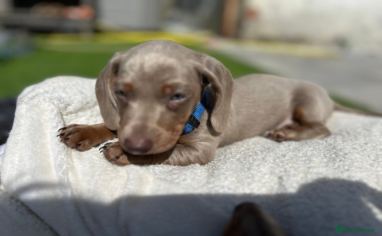 Miniature Dachshund dogs - Advert 13