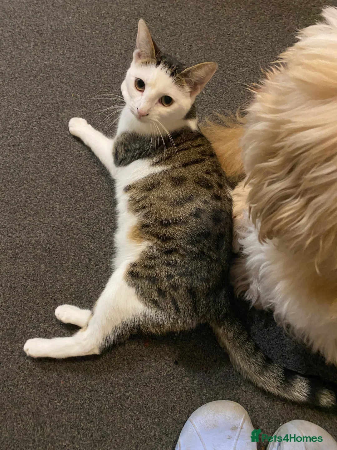 Mixed Breed cats for sale: Mixed breed British short hair kittens  - Advert 2