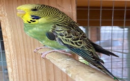 Budgerigars birds for sale: Beautiful baby budgies  - Image 4