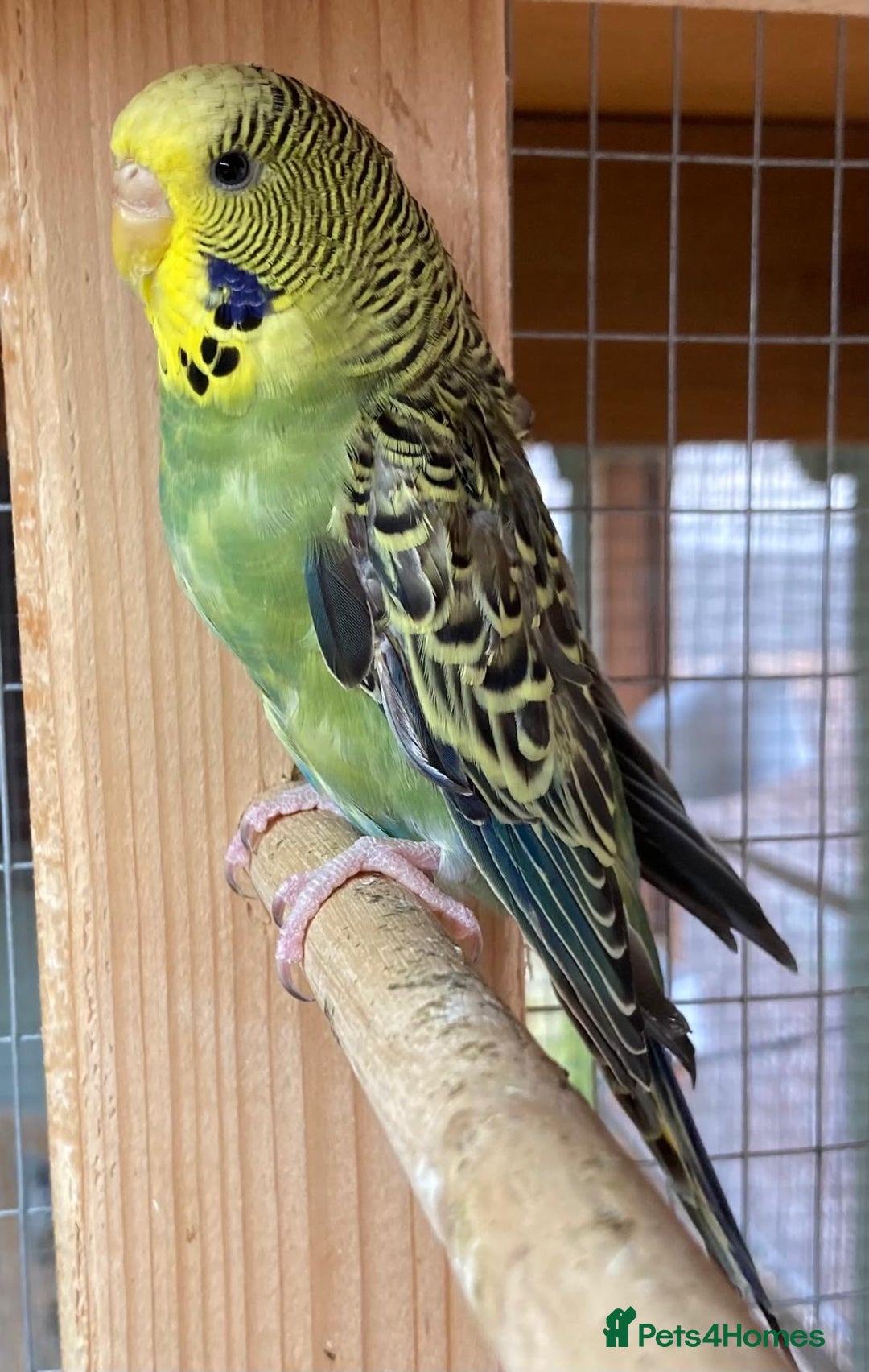 Budgerigars birds for sale: Beautiful baby budgies  - Image 4