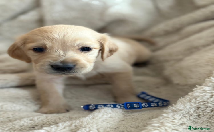 Golden Retriever dogs - Advert 4