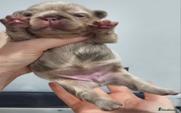 French Bulldog dogs for sale: French Bulldog Visual fluffies - Advert 35