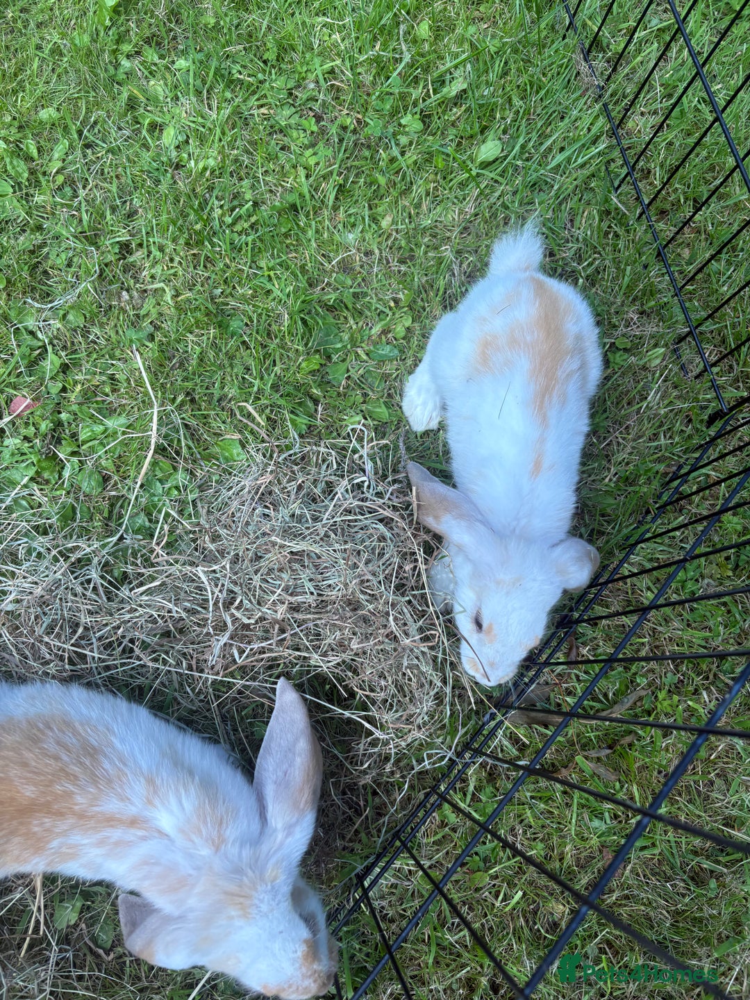 French Lop rabbits for sale: Beautiful and friendly French lop babies - Image 13