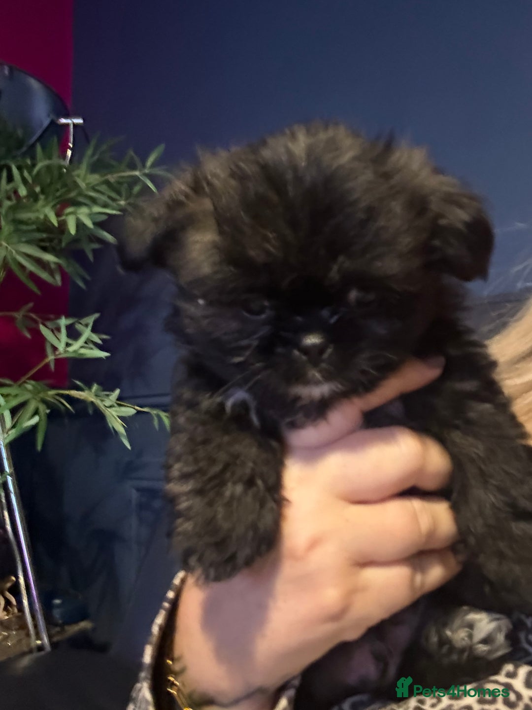 Mixed Breed dogs for sale: Shiranian boy puppies ready now  - Image 8