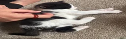 Mixed Breed cats for sale: Gorgeous kittens 🐱  - Advert 9