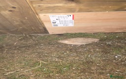 Quail poultry for sale: Female quails  - Image 4