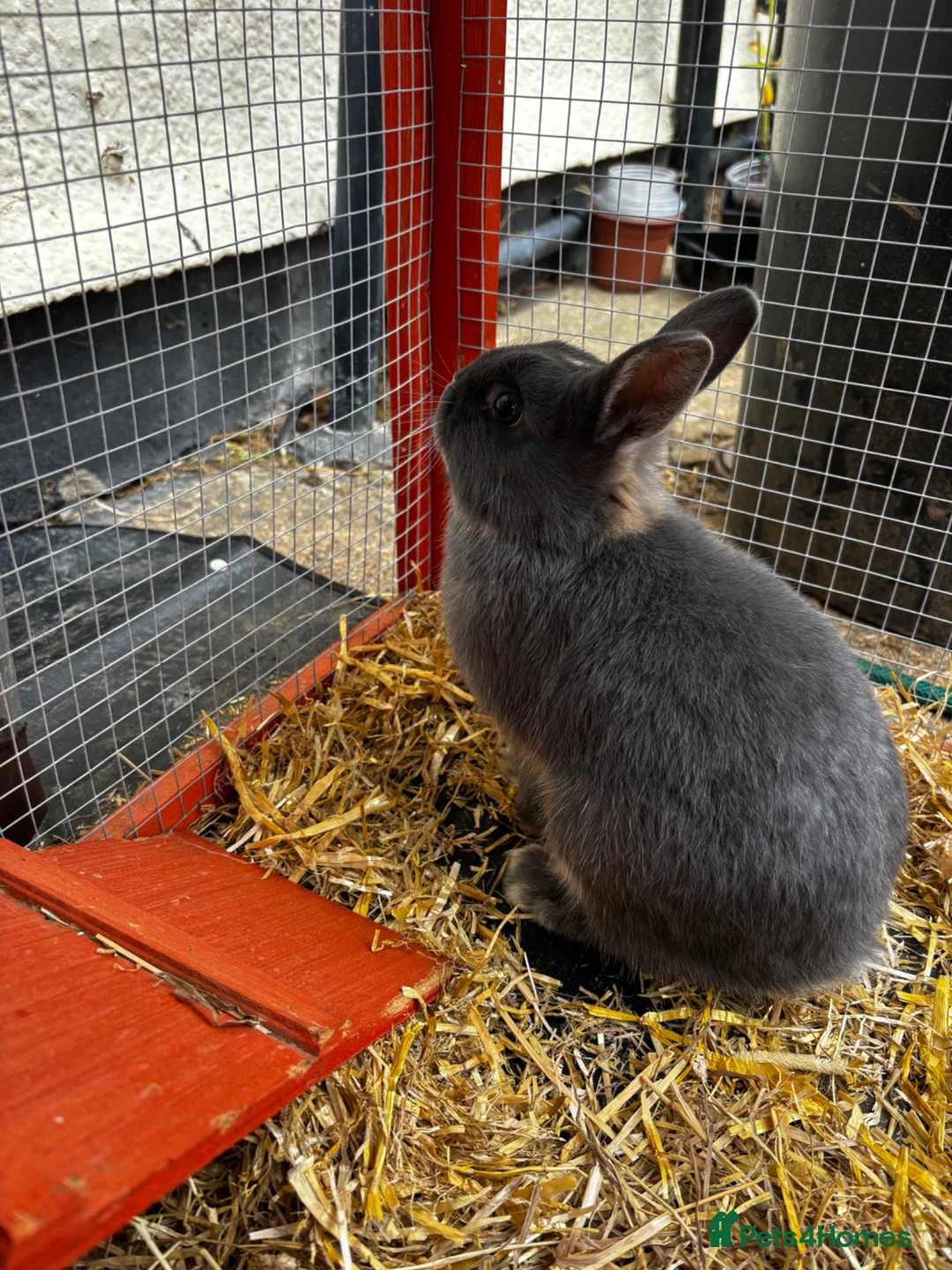 Netherland Dwarf rabbits for sale: Netherland Dwarf Male available  - Advert 2