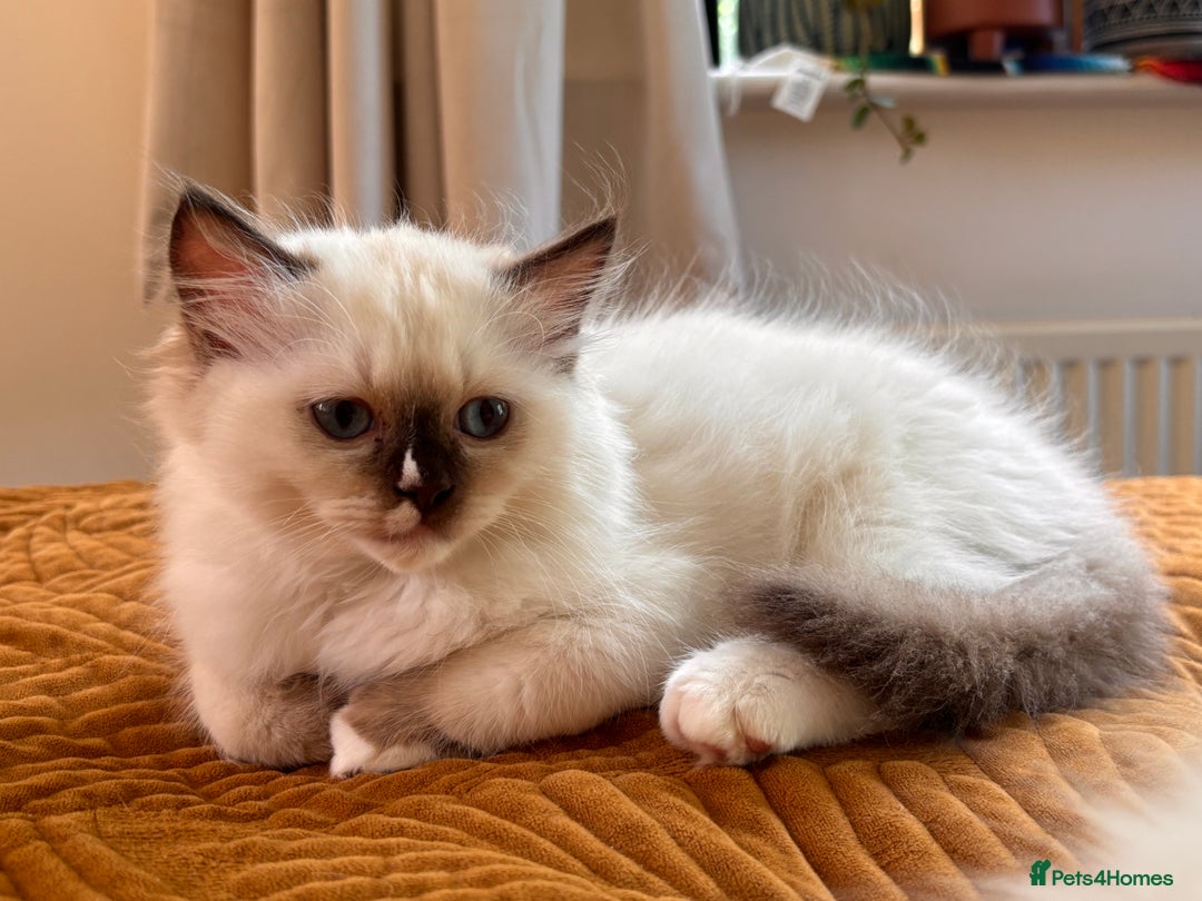 Ragdoll cats for sale: Pedigree Ragdoll Kittens (2xM,1xF) TICA Registered - Image 11