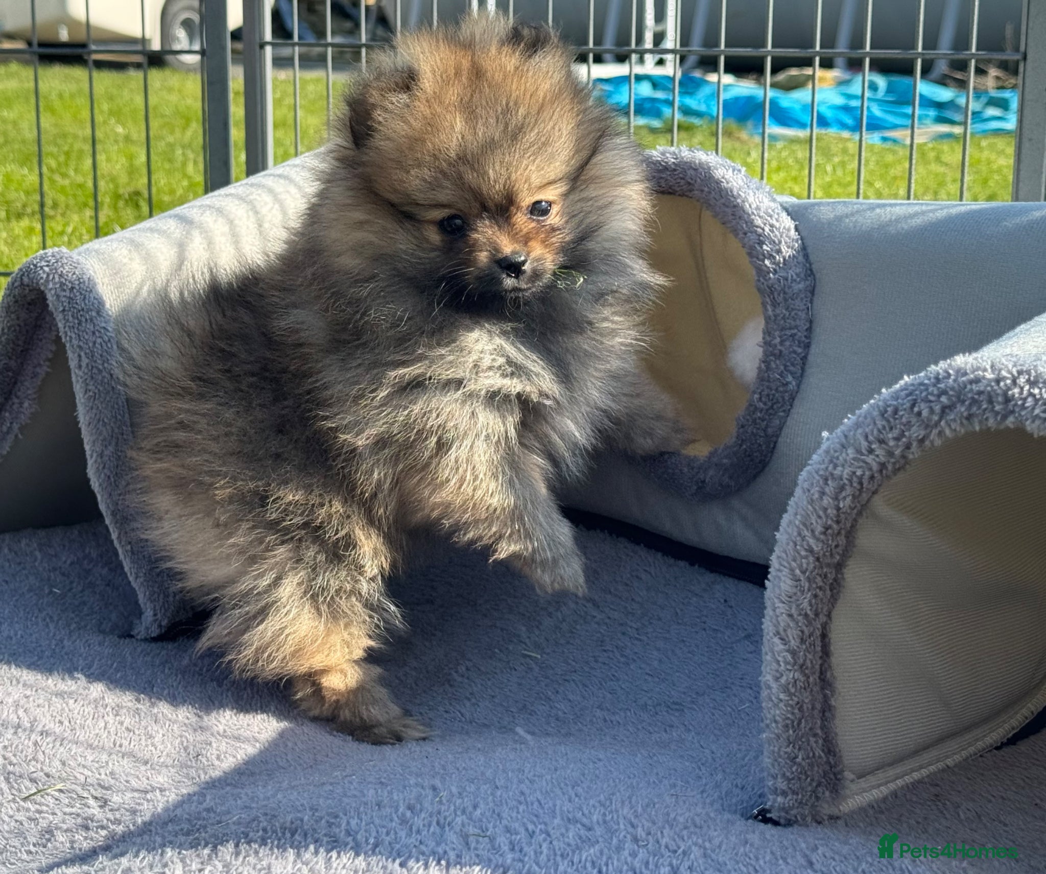 Pomeranian dogs BEAUTIFUL POMERANIAN GIRL AVAILABLE  - Advert 18