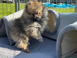 Pomeranian dogs BEAUTIFUL POMERANIAN GIRL AVAILABLE - Advert 18