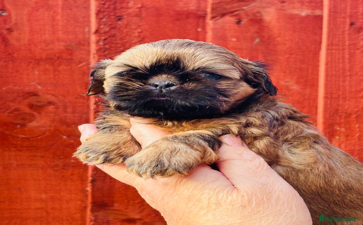 Shih Tzu dogs - Advert 14