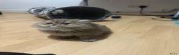 Persian cats for sale: Stunning Persian chinchilla kittens  - Advert 30