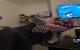 Snake reptiles for sale: Male Hognose Snake - Image 1
