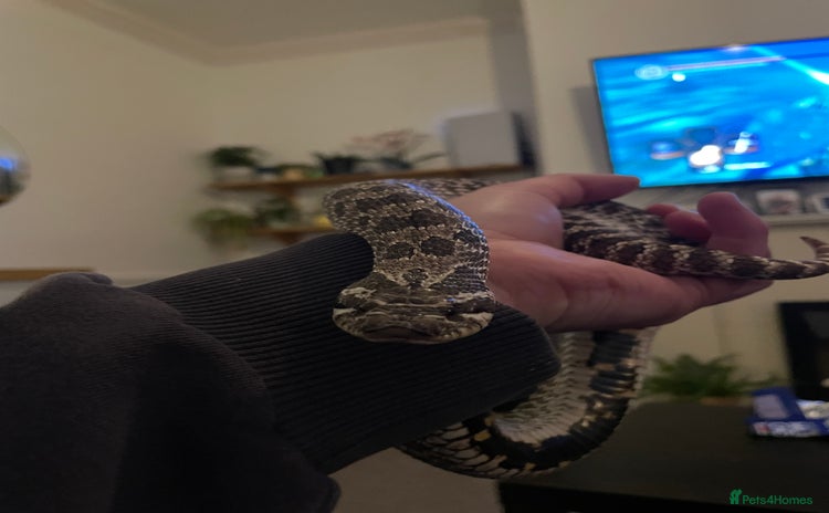 Snake reptiles - Advert 1
