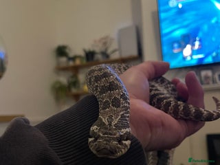 Snake reptiles Male Hognose Snake - Advert 1