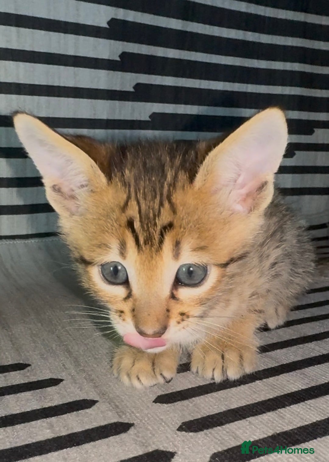 Savannah cats for sale: Excellent Quality Tica Registered Purebred kittens - Advert 13